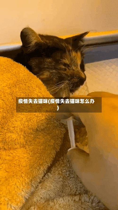 疫情失去猫咪(疫情失去猫咪怎么办)