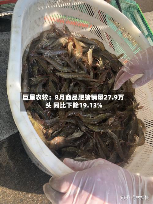 巨星农牧：8月商品肥猪销量27.9万头 同比下降19.13%