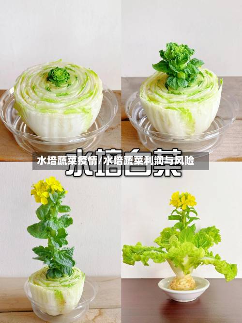 水培蔬菜疫情/水培蔬菜利润与风险-第1张图片