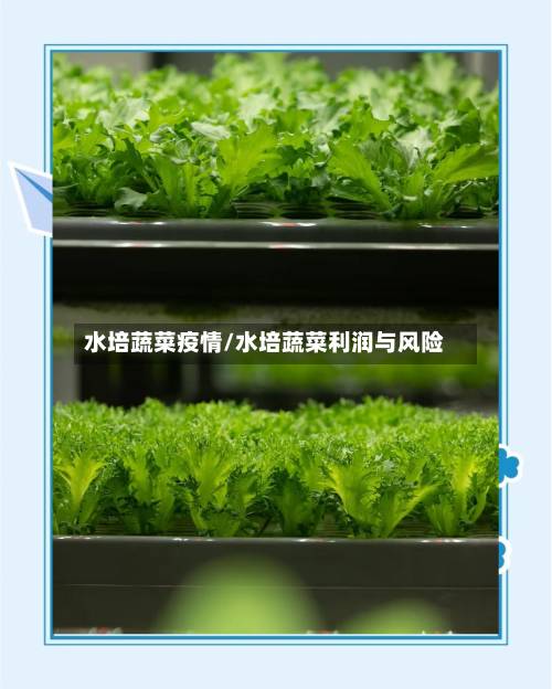 水培蔬菜疫情/水培蔬菜利润与风险-第2张图片